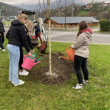 Pflanze einen Baum…